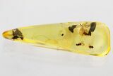 Three Fossil Parasitoid Wasps (Platygastridae) in Baltic Amber #343280-1